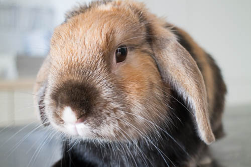 Featured image for “Jetzt ist Impfzeit für Kaninchen”