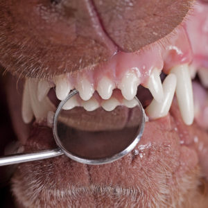 Zahnheilkunde Tierarztpraxis Göbel