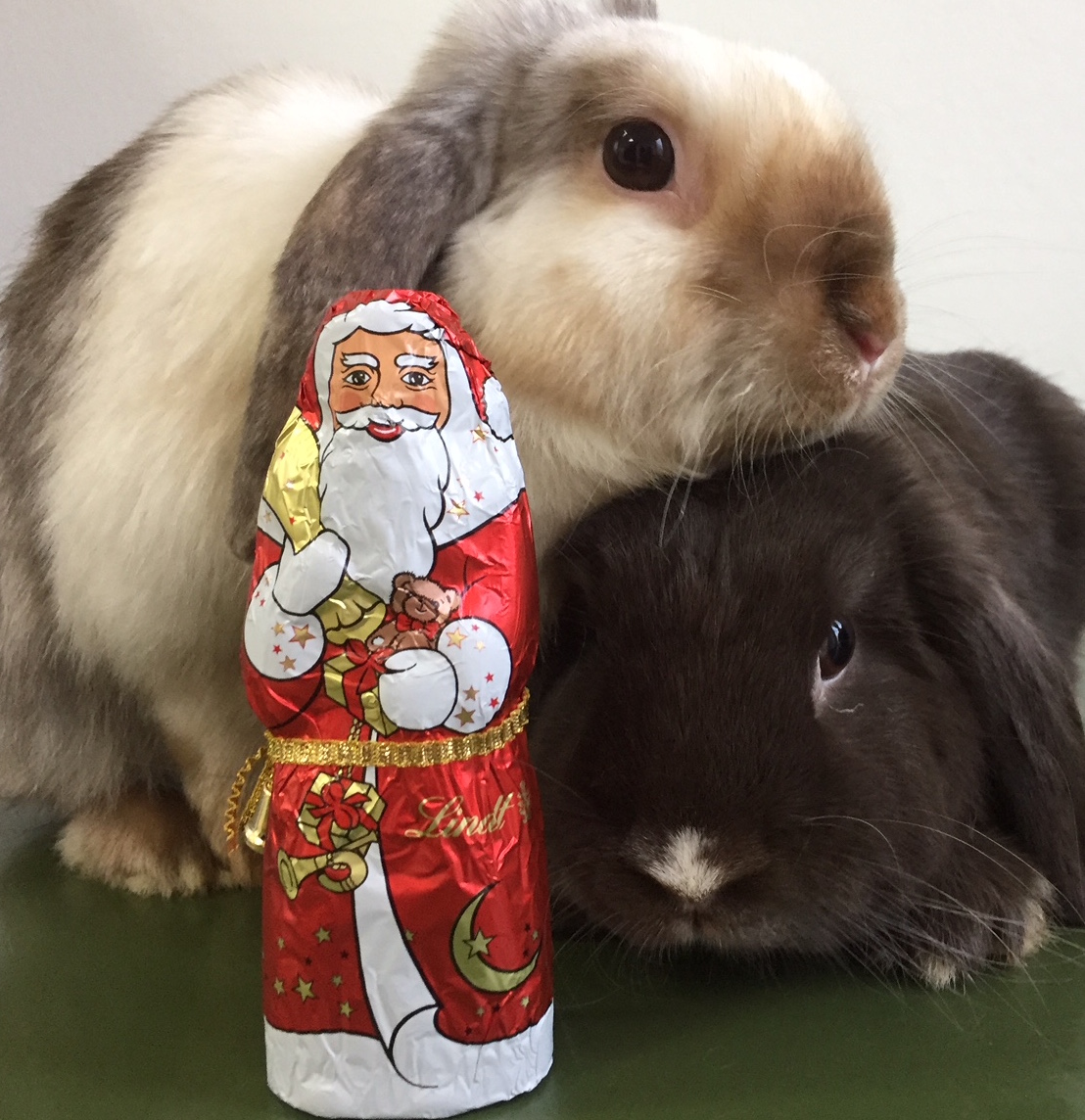 Unsere Sprechzeiten über die Feiertage 2025/2026 – wir sind für die Fellnasen da!